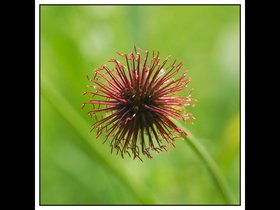 2015_kultursommer_makro