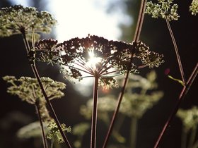 2017_kultursommer_gegenlicht
