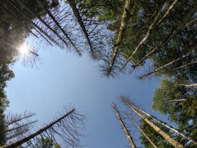 2023_kultursommer_blaetter